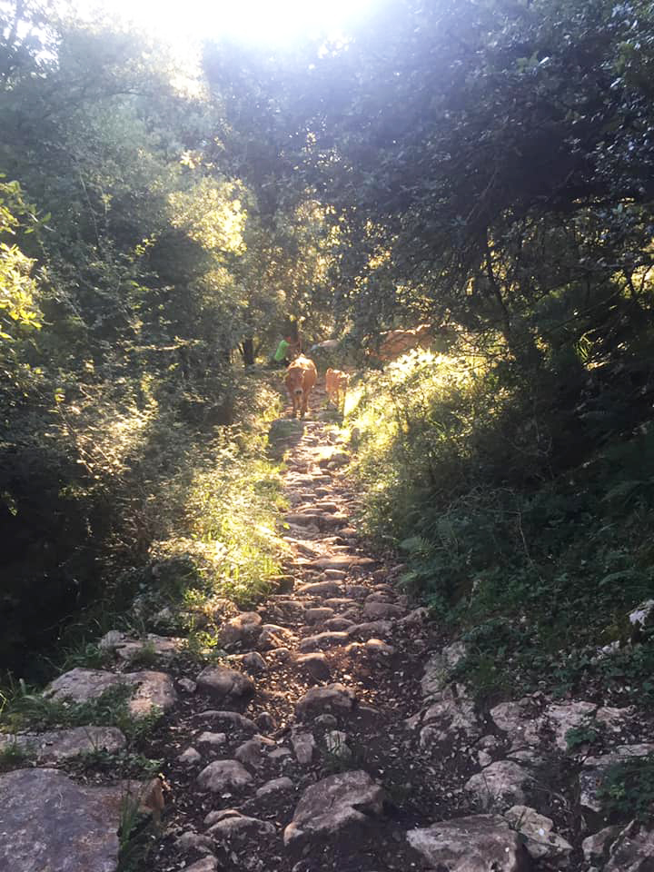 la senda caoru