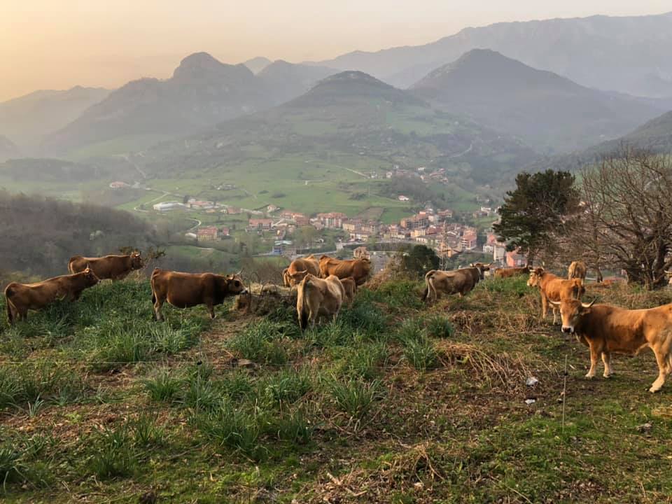 Las casinas Caoru bajan puertu