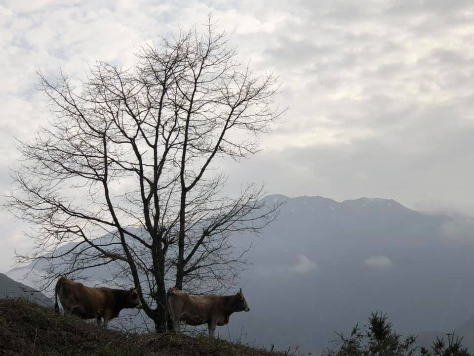 las casinas en los picos de europa